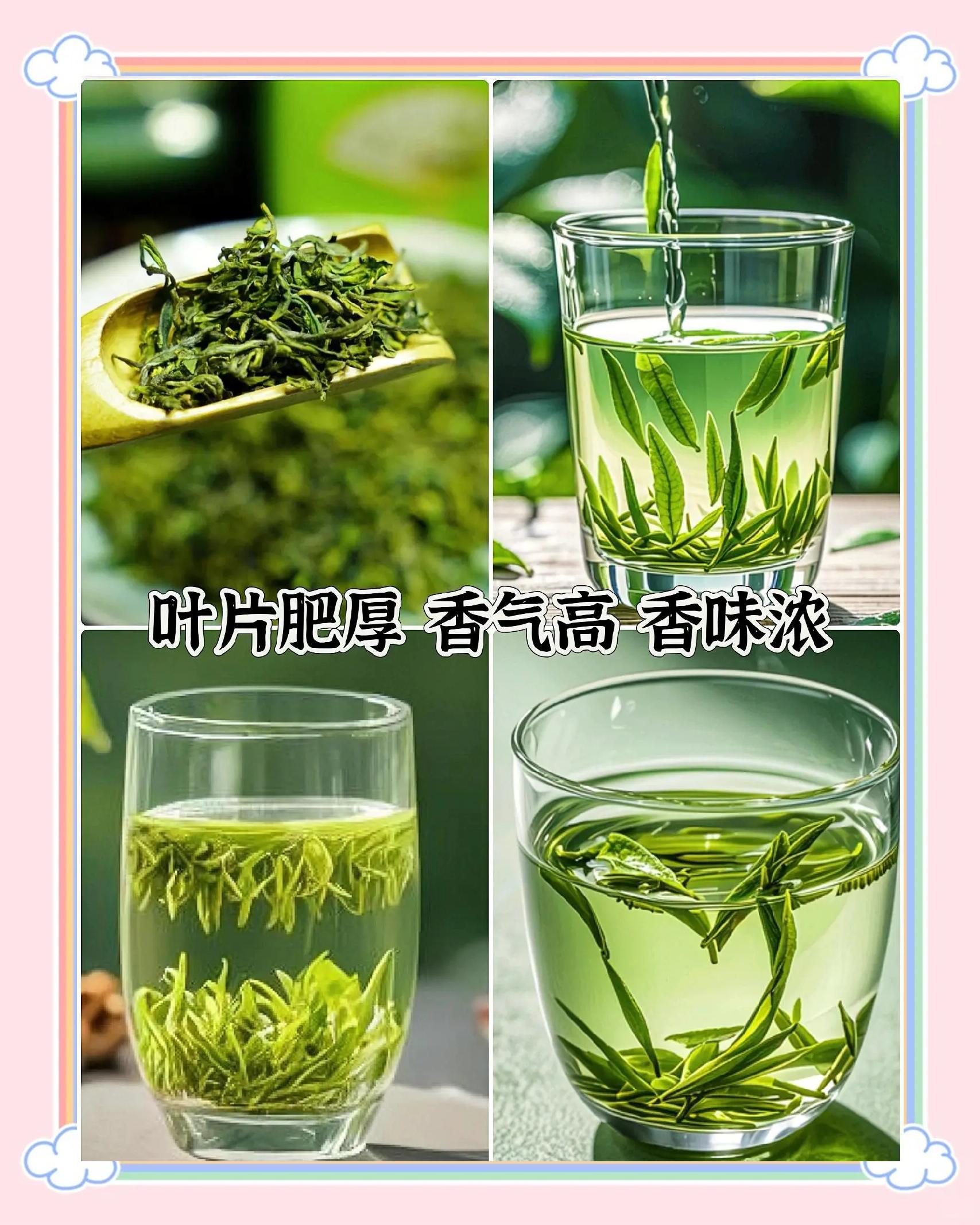 日照绿茶 香气高、滋味浓的北方茶新贵