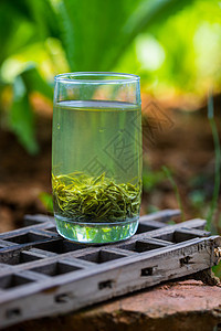 绿茶的清韵 从茶汤到心境的艺术