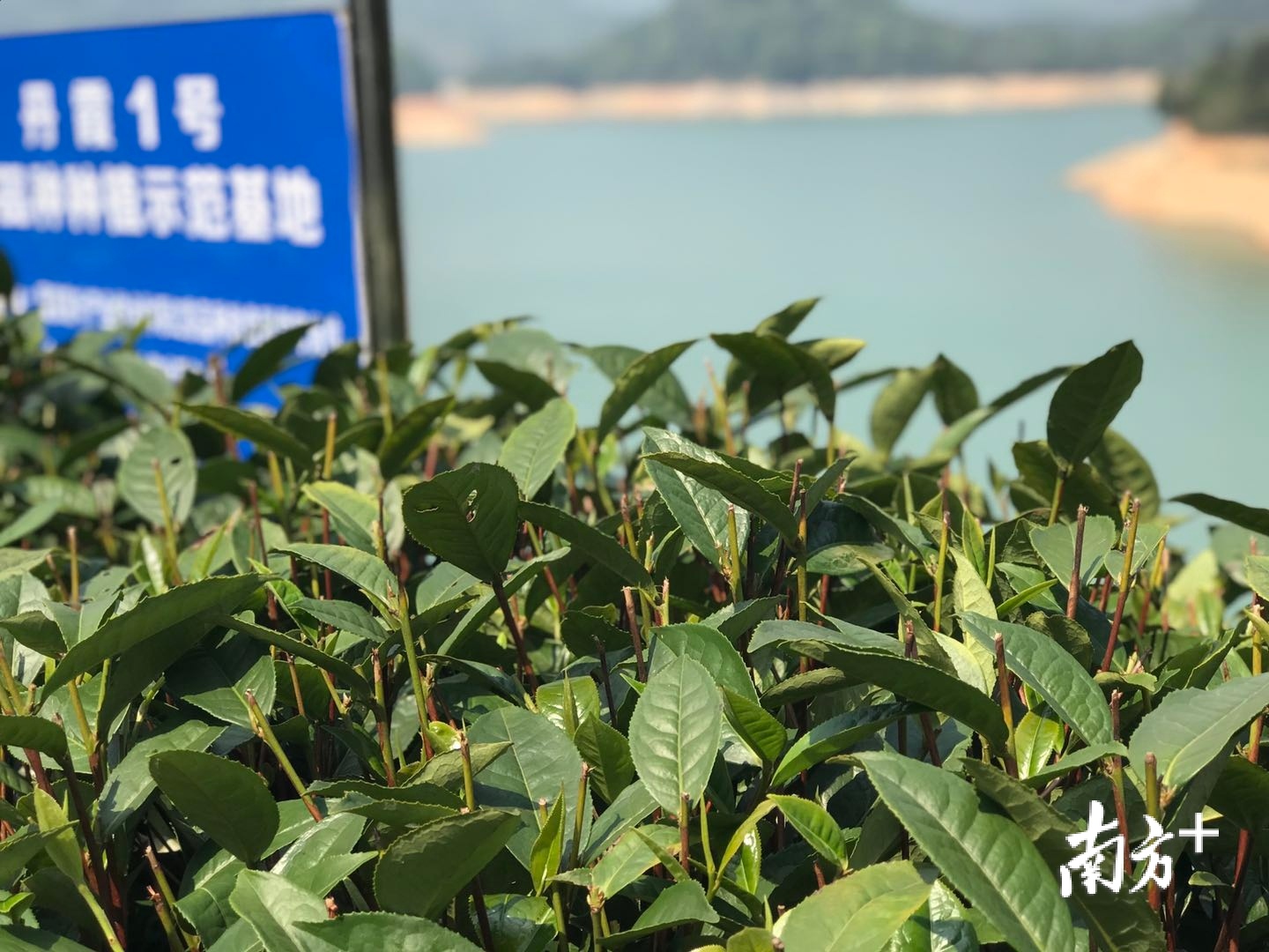 韶关仁化 白毛茶交流活动助力“一村一品”绿茶香飘四海